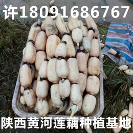 陕西西安什么地方出售高产白莲藕种苗种子多少钱一斤